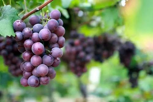 葡萄有施月子肥的作用么？应该怎么施？